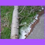 Snow On Ground 3.jpg